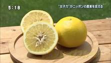 野菜3tva.jpg